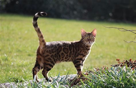 bengal cat full grown